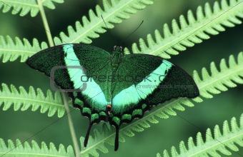 Butterfly on a fern