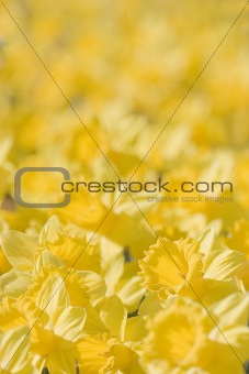 Close-up of yellow flowers