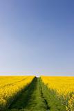 Blue sky and rapeseed