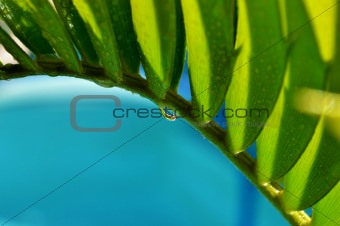 Close up of karoo cycad e lehmannii leaf with raindrop