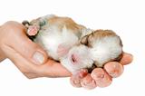 Newborn puppy in the caring hands 