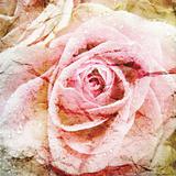Beautiful Rose Background 