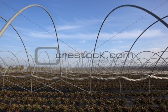 strawberry fields in winter
