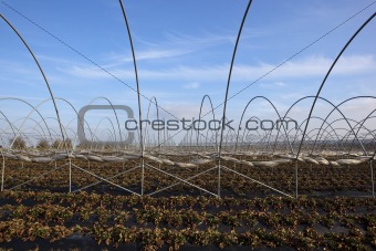 strawberry fields in winter 2
