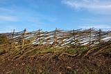 layered hawthorn hedge