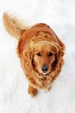 Dog sitting at snow