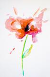 llustration of watercolor poppy 