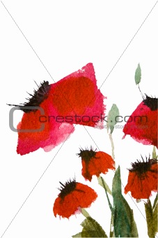 Watercolor poppy flowers