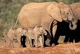 African elephant with calves