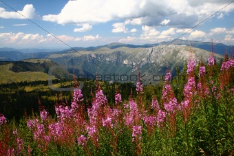 Mountains with flowers