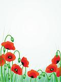 red poppies floral background illustration pattern