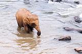 Young elephant in the river