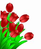 Bunch of Red Tulips Flowers Isolated on White Background