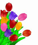 Bunch of Colorful Tulips Flowers Isolated on White Background