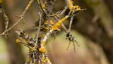 Yellow parasitic fungus on twig
