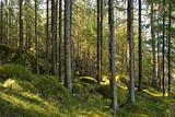 Coniferous forest