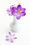 Violet crosus in vase for spring 