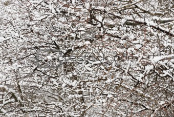 winter snow-covered branches contrast background