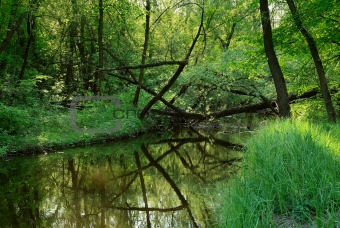 landscape with a small river in wild forest
