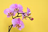 Orchid On Yellow