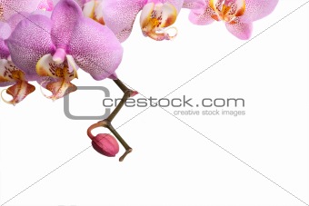 Purple Orchid Border
