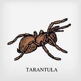 Tarantula spider. Vector