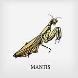 Vector mantis.