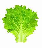 Fresh Lettuce / one leaf isolated on white background / close-up