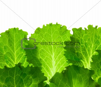 Fresh Lettuce /  leaes isolated on white background / close-up
