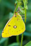 butterfly Cloudless Sulphur resting 