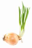 chives with onion 