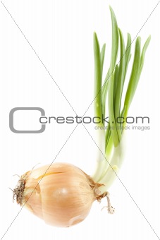chives with onion 