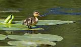 A small duck on a leaf