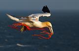 A gannet flying