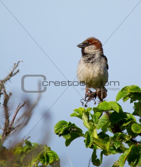 A sparrow