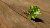 A leaf cutter ant