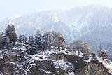 trees in snow