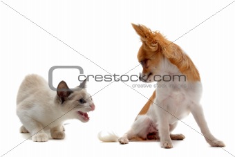 aggressive cat and chihuahua