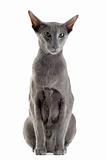 gray oriental cat