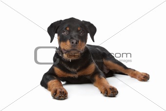 Rottweiler puppy