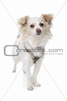 long haired white chihuahua