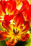 Parrot tulips with backlight