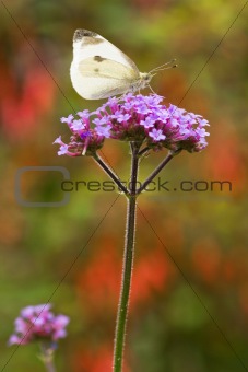 Butterfly Large white on Verbena flowers