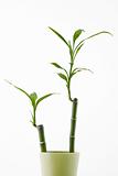 bamboo shoots in green vase