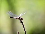 Dragonfly on a twig