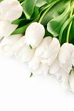 bouquet of white tulips with green leaves