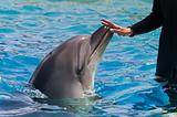 Female hand touching a dolphin