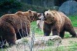 brown bears fighting