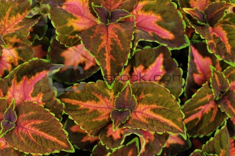 coleus leaves
