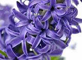 Hyacinth flowers